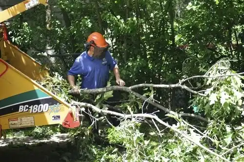 tree services Five Points